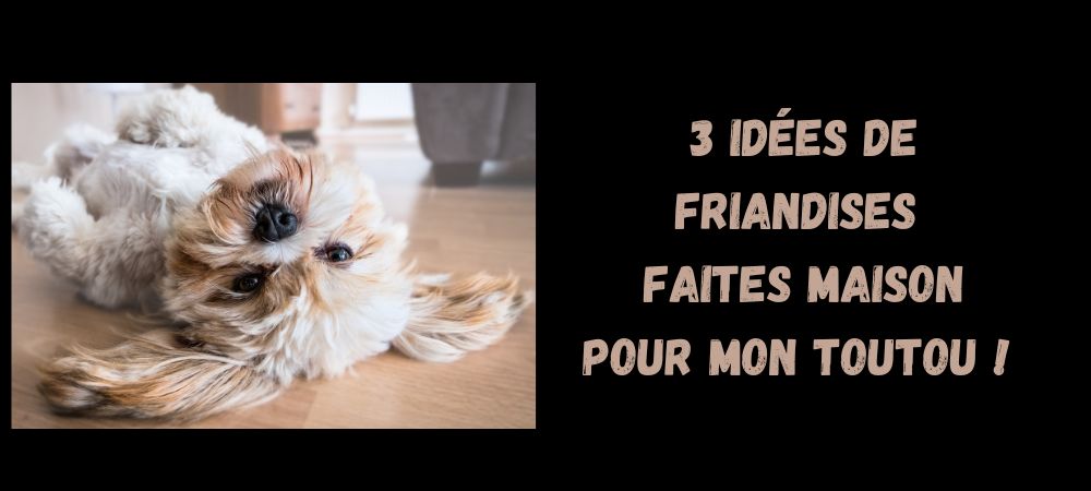 You are currently viewing 3 idées de friandises maison pour mon Toutou